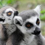 Marco Vasco Madagascar