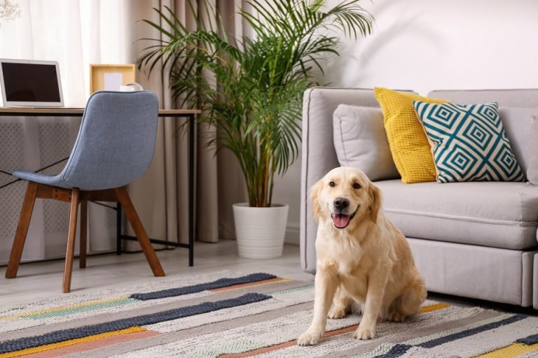 Nos conseils pour choisir votre chien d’appartement