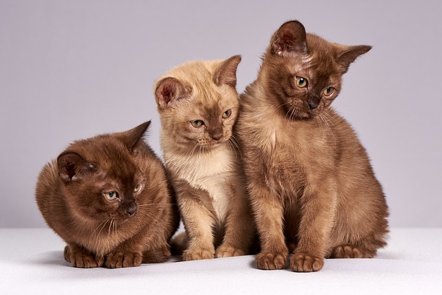 Toilette pour chats