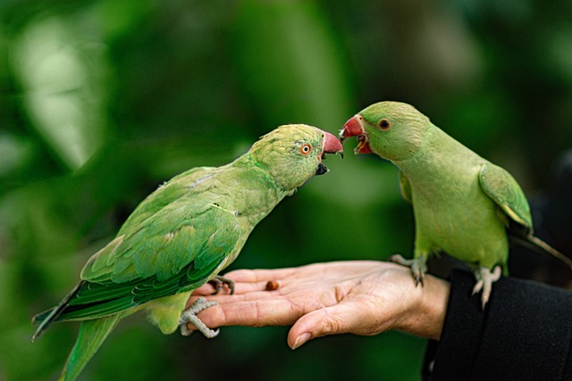 Les animaux exotiques