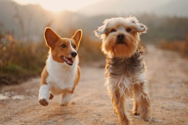 stérilisation de votre animal de compagnie