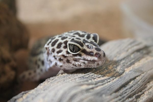 Les animaux domestiques faciles à entretenir Animaux domestiques