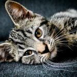 nouvel animal dans un foyer