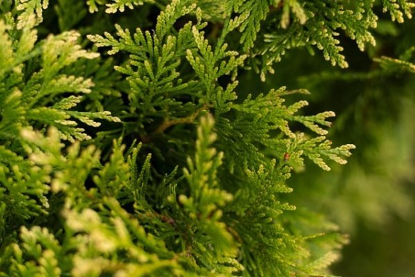 Haie de cèdre : Comment bien la planter et l’entretenir ? Haie de cèdre bien la planter et l’entretenir