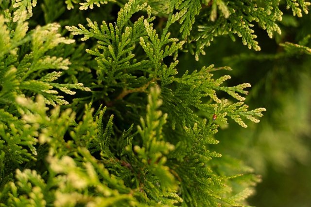Haie de cèdre bien la planter et l’entretenir