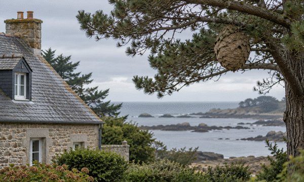 Destruction d'un nid de frelons en 2026 : nid repéré près d'une maison de bord de mer en Ille-et-Vilaine