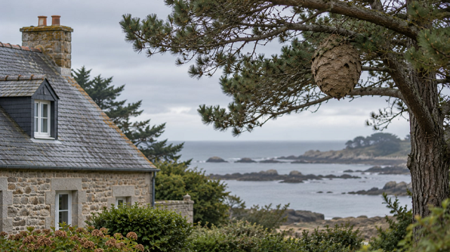 Destruction d'un nid de frelons en 2026 : nid repéré près d'une maison de bord de mer en Ille-et-Vilaine